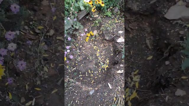 Петуния Семей Кемель двор