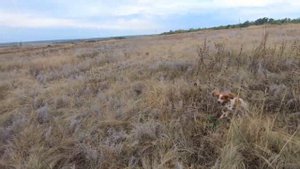 Поиск куропаток. Охота на перепела. Hunting.