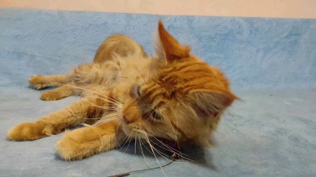 Ласковый кот ищет своих людей. смотреть онлайн