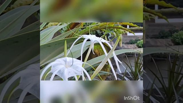 Hymenocallis - Spider lilies смотреть онлайн