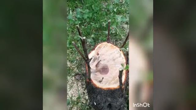 Перепрививка яблони