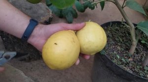 Лимон Пандероза (Citrus limon Panderosa)