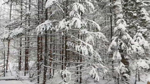 Таежный промысел. Один в тайге. По таежной тропе.