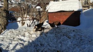 Как получить больше инкубационного яйца лучшего качества. Готовимся к сезону яйцекладки.
