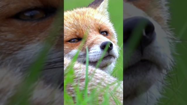 Түлкі туралы қызық мәлімет