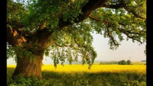 Заговор чтобы сноха не бросила сына