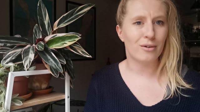 Most Asked Plant Questions on Social Media  Part 1 NZ