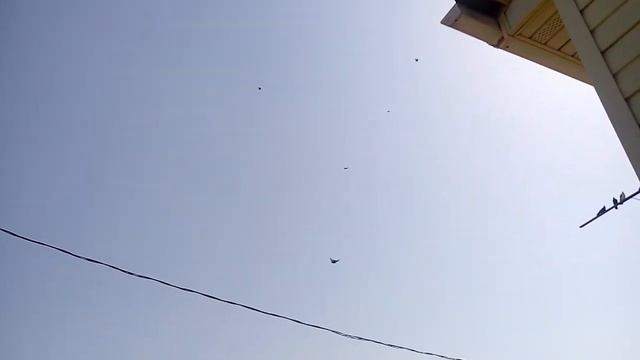 Полет водгограцких торцовых голубей смотреть онлайн