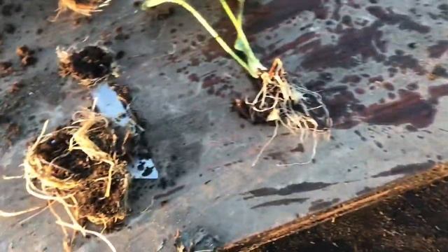 Подрезание кассетной рассады ЗКС_ КАТЕГОРИЧЕСКИ НЕЛЬЗЯ ЭТОГО ДЕЛАТЬ.