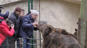 Medvědárium Beroun - Medvědi Kuba, Vojta, Matěj - Oslava 16. narozenin