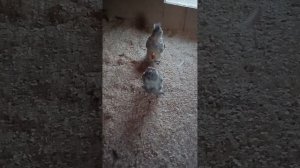 петухи дерутся.