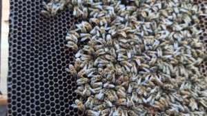 ПЧЁЛЫ 🐝🐝. ПОЗДНИЙ РАСПЛОД У ПЧЁЛ ОСЕНЬЮ ЧТО ДЕЛАТЬ?