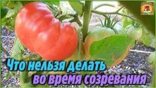 Вот что Нельзя делать во время созревания помидоров! Ошибки при выращивании томатов Дачные Секреты