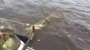 Промысловики плывут с верховой сетью плавом по ИРТЫШУ.Рыбалка на Иртыше 2023.ХМАО