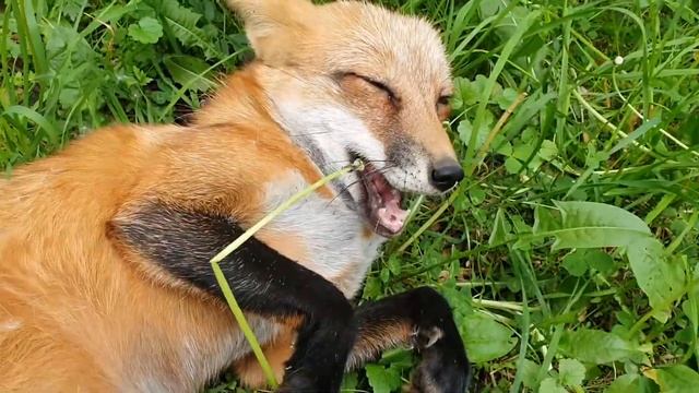 ЛИ СЯО. Алиса - Лиса. Макс на страже чуткого лисьего сна. Забавные моменты. смотреть онлайн