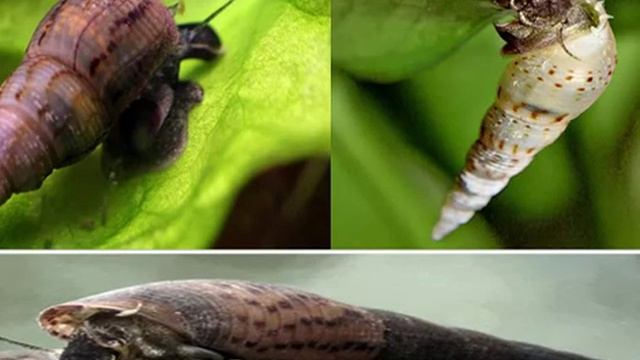 Улитки мелании в аквариуме. Содержание, уход, размножение. Melania snails in the aquarium. смотреть онлайн