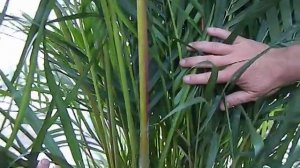 Dypsis lutescens, the Areca Palm, Jungle Music Nursery, Encinitas, California