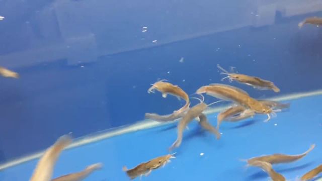 Малёк клариевого сома. смотреть онлайн