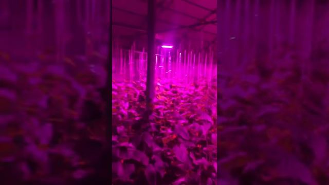 Фитолампы для теплиц смотреть онлайн