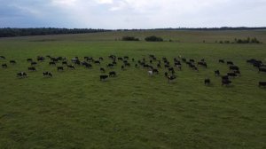 Стадо коров и птицы