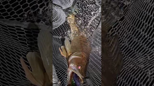 Рыбалка в Самаре. Судаки клюют как из пулемета