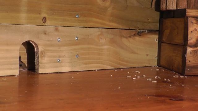 猫が見るテレビ ? 猫が喜ぶ映像 ? マウスを捕まえる смотреть онлайн