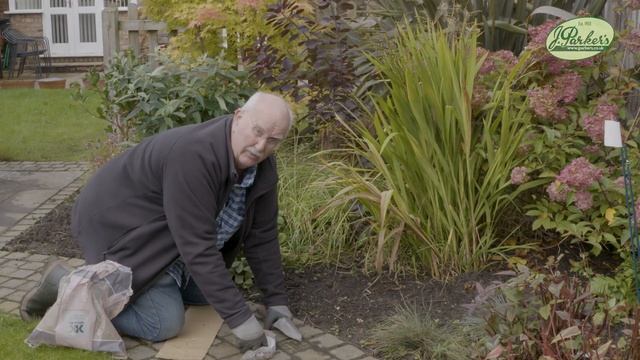 How to Plant Large-Flowering Crocus: Spring Garden Guide смотреть онлайн