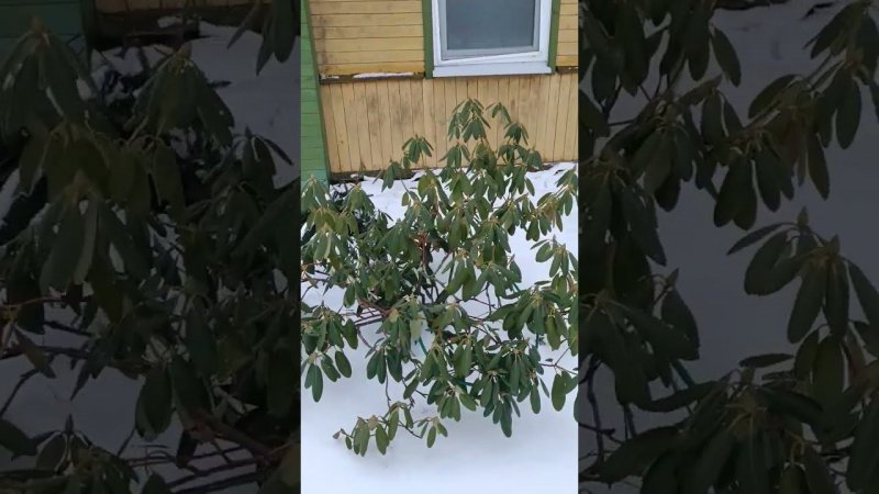 Эффектный декоративный кустарник зимой. Взрослый куст рододендрона. Дача.