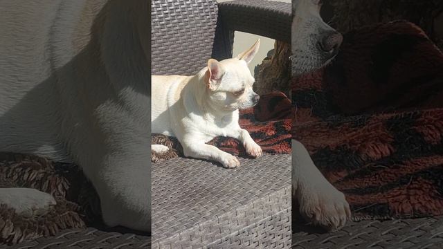 Кока,собаки питомника чихуахуа Кастропуло Крым смотреть онлайн