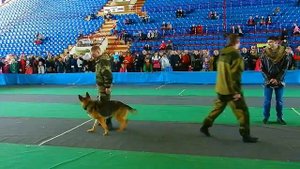 Служебные Собаки. Дрессировка Собак. Обнаружение Преступника по Запаху. Поиск Преступников по Запах