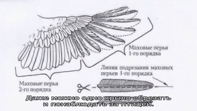 Как подрезать крылья курам, чтобы не летали смотреть онлайн