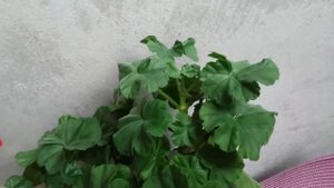 Vectis Rosebud - зональная карликовая розебудная пеларгония.