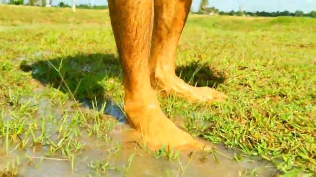 Wow amazing fishing Snails ! After Rain too many a fisherman catch craps & snails at field #fishin смотреть онлайн