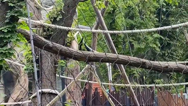 Обезьяны в зоопарке смотреть онлайн