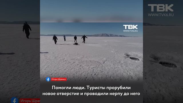 «Дурочка потеряла дыру»: на Байкале туристы спасли заблудившуюся нерпу смотреть онлайн
