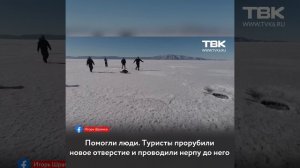 «Дурочка потеряла дыру»: на Байкале туристы спасли заблудившуюся нерпу