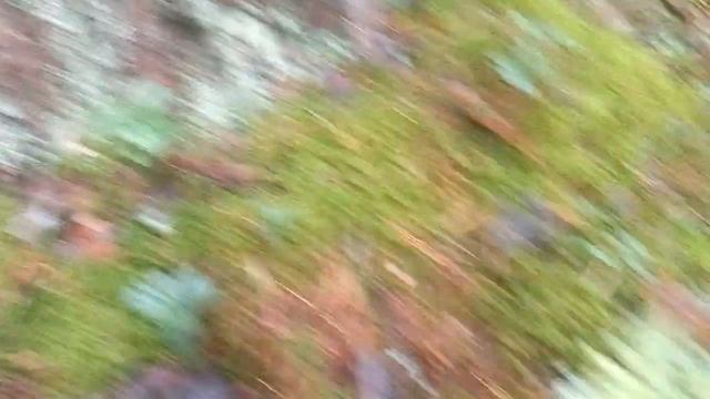 Первый день осени. Грибы. Колпак кольчатый и др.????? смотреть онлайн