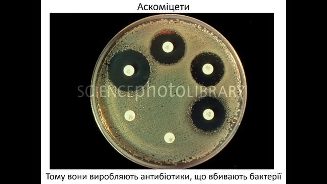 10 клас 9 Гриби смотреть онлайн
