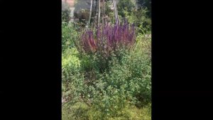 Salvia nemorosa ´Caradonna´ - fenofáze růstu/phenophasis of the growth
