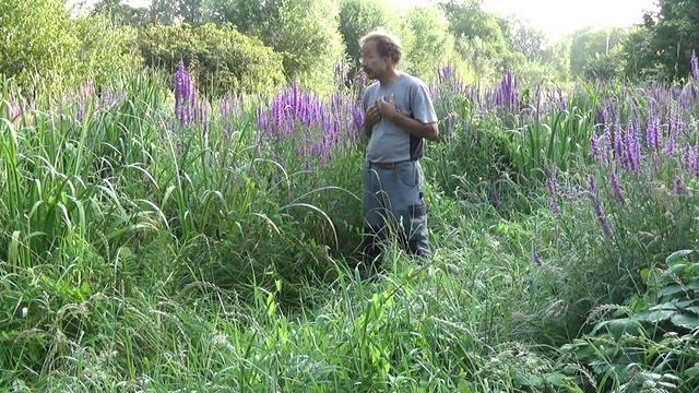 Plant vd maand Grote De kattenstaart - Lythrum salicaria смотреть онлайн