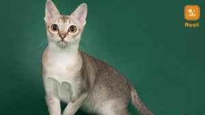 Сингапурская кошка: Полный обзор породы и секреты ухода