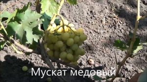 Мускат медовый