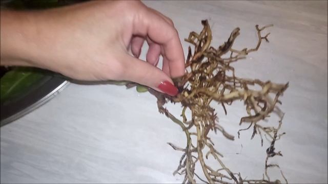 Получила цветы, сказать, что разочарована, этого мало. смотреть онлайн