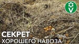 НЕ ИСПОЛЬЗУЙТЕ НАВОЗ В САДУ И ОГОРОДЕ, пока не посмотрите это видео!