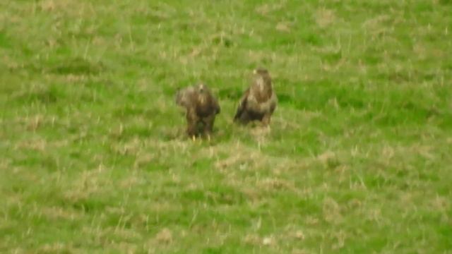 Buzzards two together in a field eating by Yasmin смотреть онлайн
