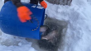 Запуск форели в Симбухово