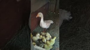 Подсаживаем инкубаторных гусят к гусыне
