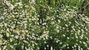 Какая красота. Обожаю ромашки.