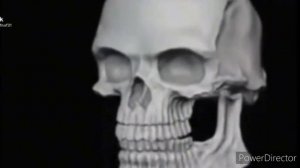 Череп улыбается оригинал.