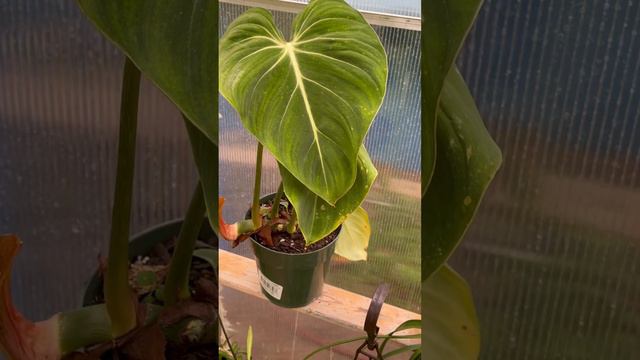 Check your local Menards!!! Philodendron Gloriosum $15!!!!! #urbanjungle #philodendron #gloriosum